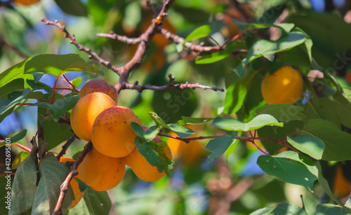 close-up apricot tree branch with bright yellow and orange fruits