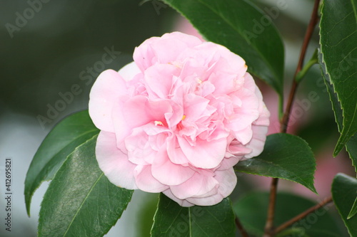 Camillia Flower in the water photo