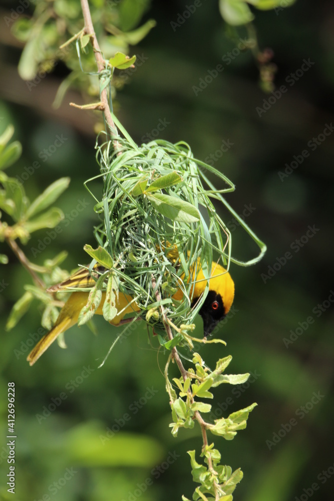 Southern male masked weaver constructing its nest. Southern male masked weaver constructing its nest.