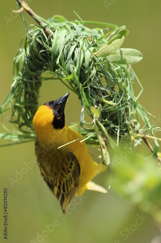 Foto Southern male masked weaver constructing its nest.