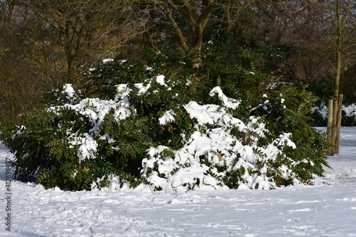 Flowering plant of Mahonia x media or Mahonia japonica buckland, cowered with snow, in the garden. Winter landscape. photo