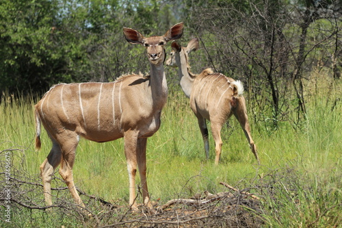 Kudu standing in the grass.