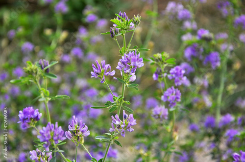 The field is blooming alfalfa