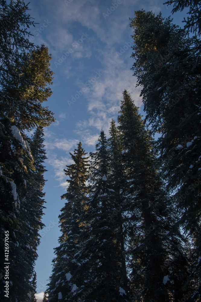 Winter scenic with blue sky snow and tall lodge pole pine trees on a cold frosty winters day as temperatures drop in February chilly weather in British Columbia vertical format
