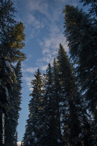 Winter scenic with blue sky snow and tall lodge pole pine trees on a cold frosty winters day as temperatures drop in February chilly weather in British Columbia vertical format