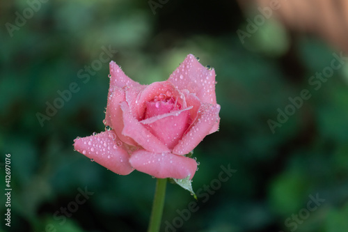 Large, semi-double, pink flowers with white edges of the petals. Dark stems and dark green foliage.