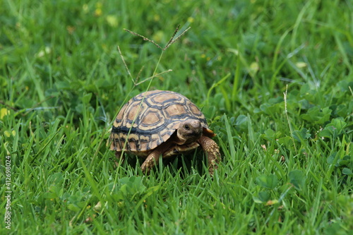 Small tortoise feeding on grass.