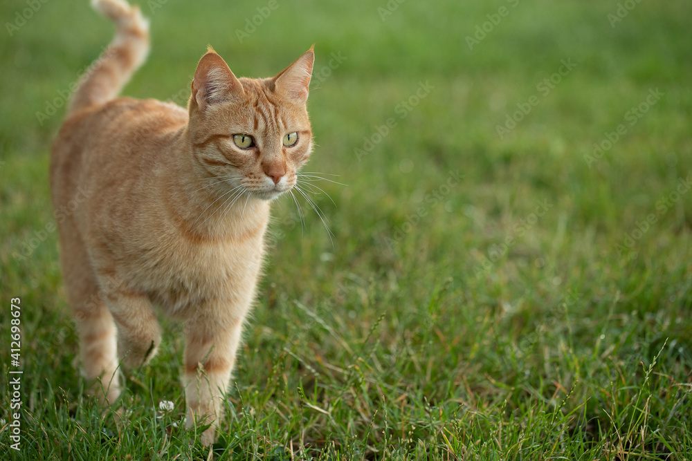 Wild red cat about to hunt prey in a fresh green grass lawn