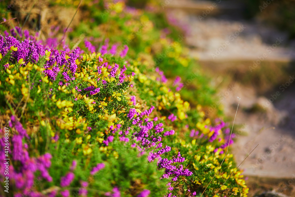 Obraz premium Purple heather meadows on Cape d'Erquy, Brittany, France