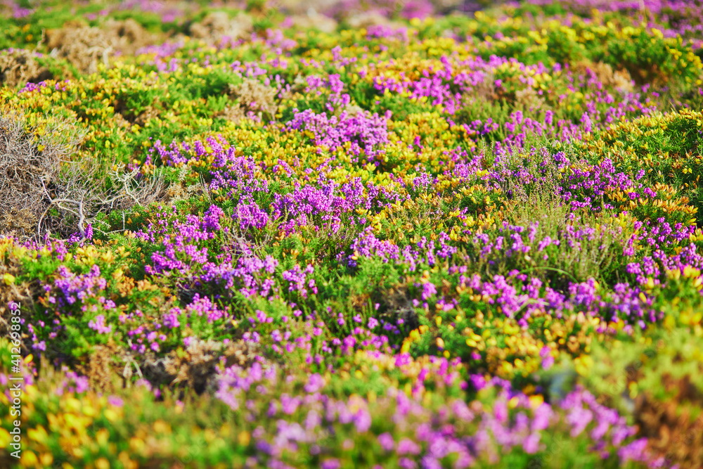 Purple heather meadows on Cape d'Erquy, Brittany, France