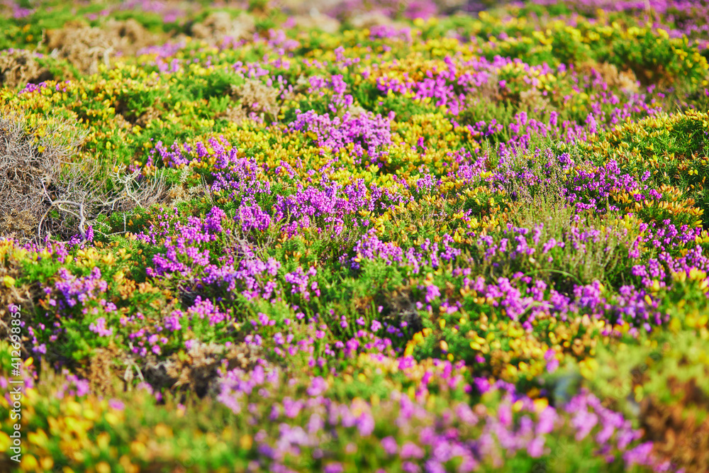 Purple heather meadows on Cape d'Erquy, Brittany, France Purple heather meadows on Cape d'Erquy, Brittany, France