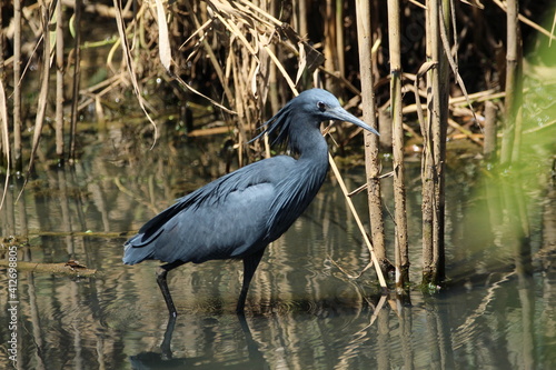 Black heron hunting in the water.