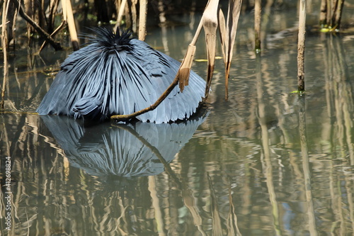 Black heron hunting in the water.