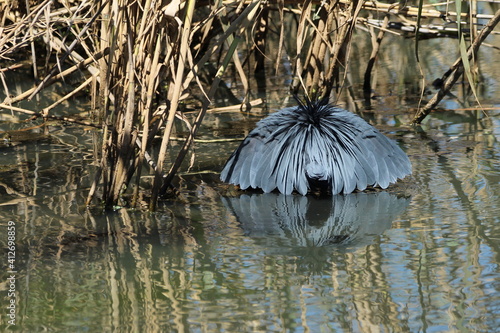 Black heron hunting in the water.