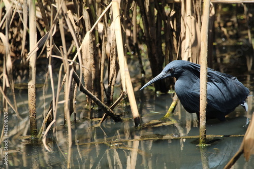 Black heron hunting in the water.