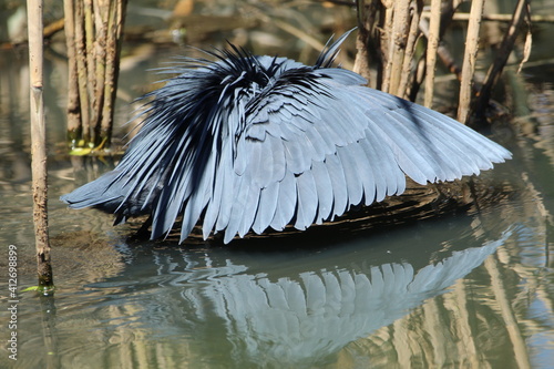 Black heron hunting in the water.
