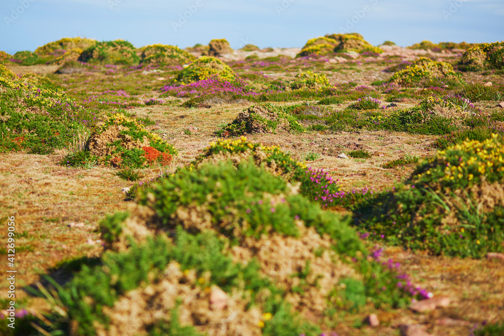 Scenic view of heather meadows on Cape Frehel, one of the most popular tourist destinations in Brittany, France