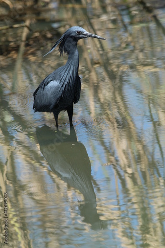 Black heron hunting in the water.