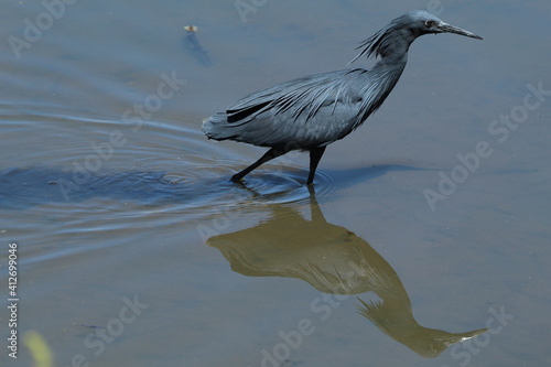 Black heron hunting in the water.