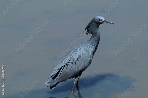 Black heron hunting in the water.
