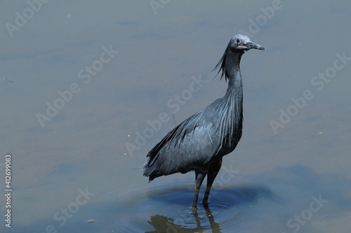 Black heron hunting in the water.