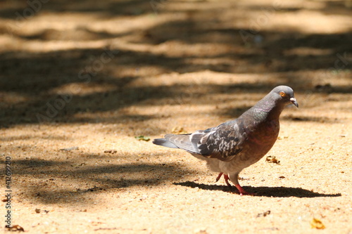 Pigeon walking on the ground.