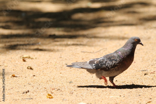Pigeon walking on the ground.