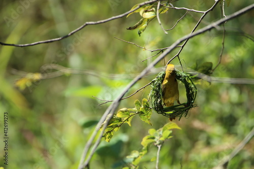 Southern male masked weaver constructing its nest.