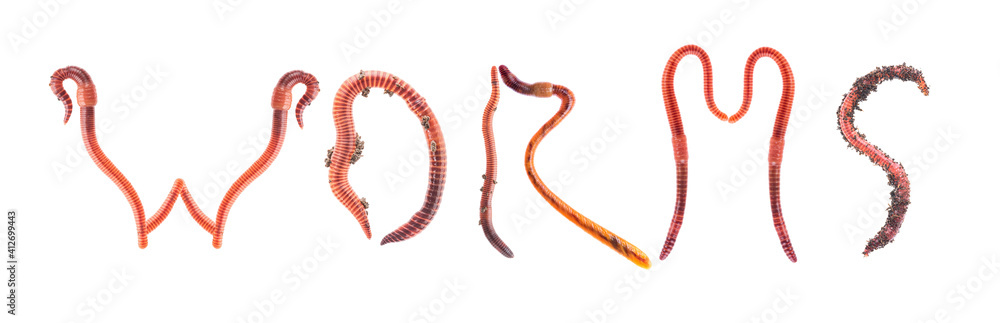 Word WORMS made of red worms Dendrobena, earthworm live bait for fishing  isolated on white background Stock Photo