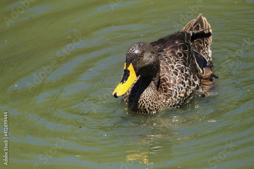 Yellow billed duck floating on the water.