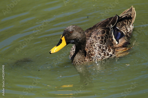 Yellow billed duck floating on the water.