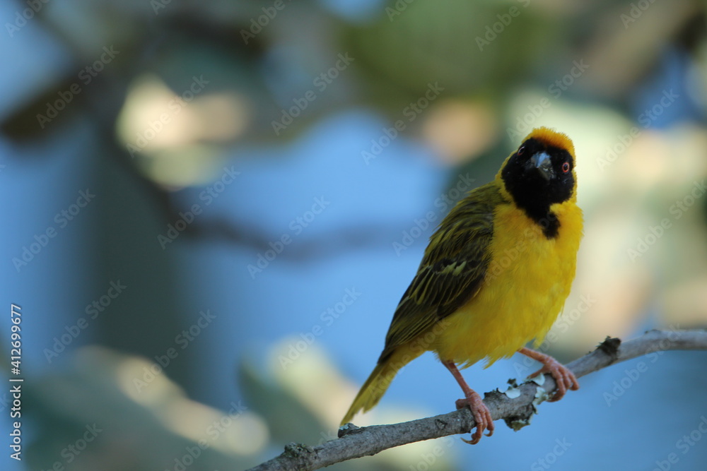 Obraz premium Male southern masked weaver perched on a fig tree branch.