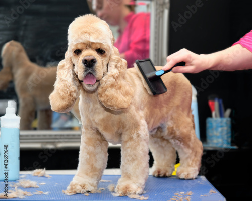 dog care. a girl takes care of an American cocker spaniel on a grooming table