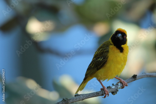 Male southern masked weaver perched on a fig tree branch.