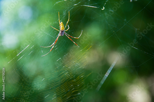 wild spider on the web