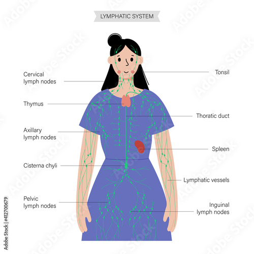 Lymphatic system in human body