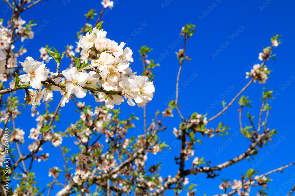 Almond trees in bloom under blue sky Almond trees in bloom under blue sky