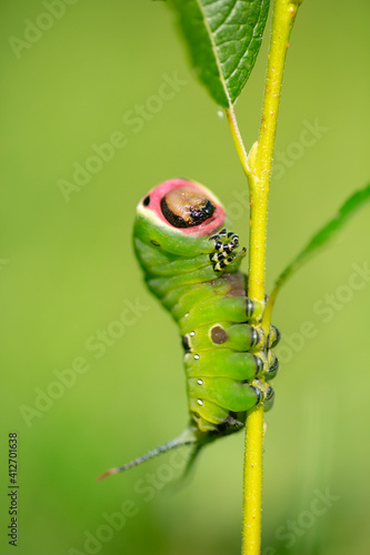 Funny and cute looking caterpillar of puss moth, Cerura vinula on a straw photo