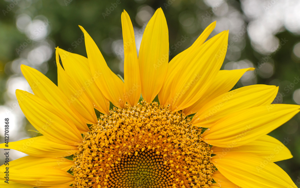 Obraz premium sunflower flower with pollen