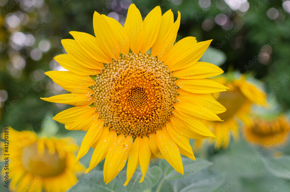 sunflower flower with pollen sunflower flower with pollen