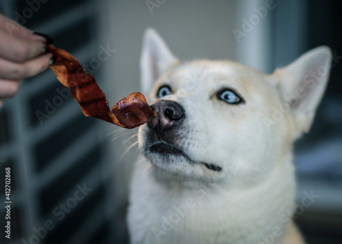 white dog, husky, akita, bacon, smell