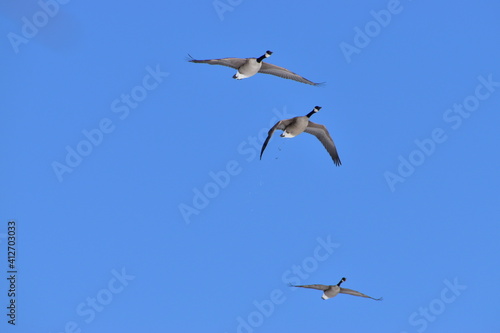 Canadian Geese