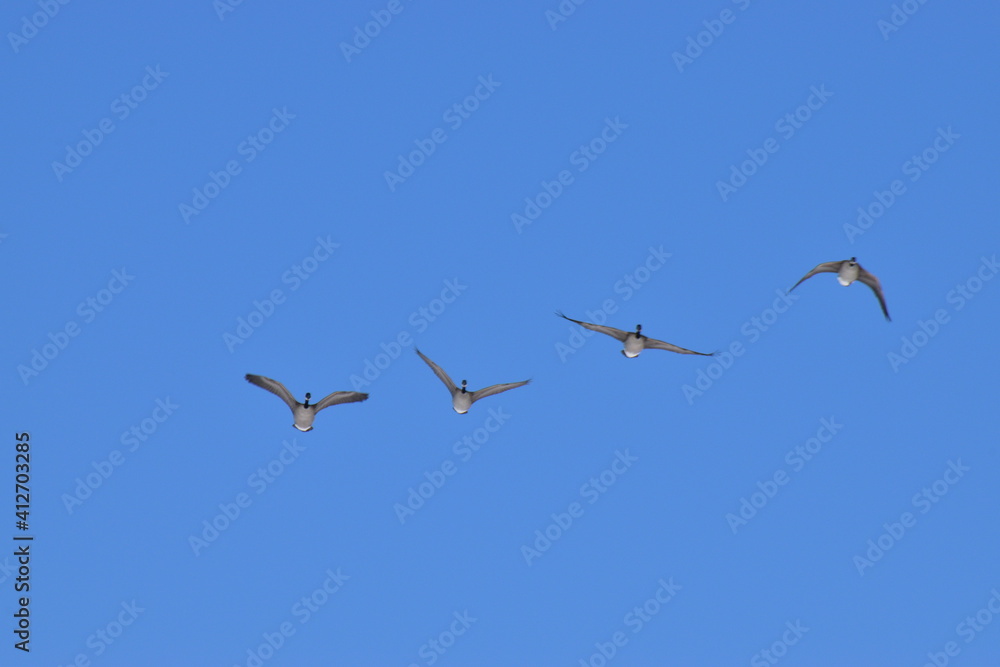 Obraz premium Canadian Geese