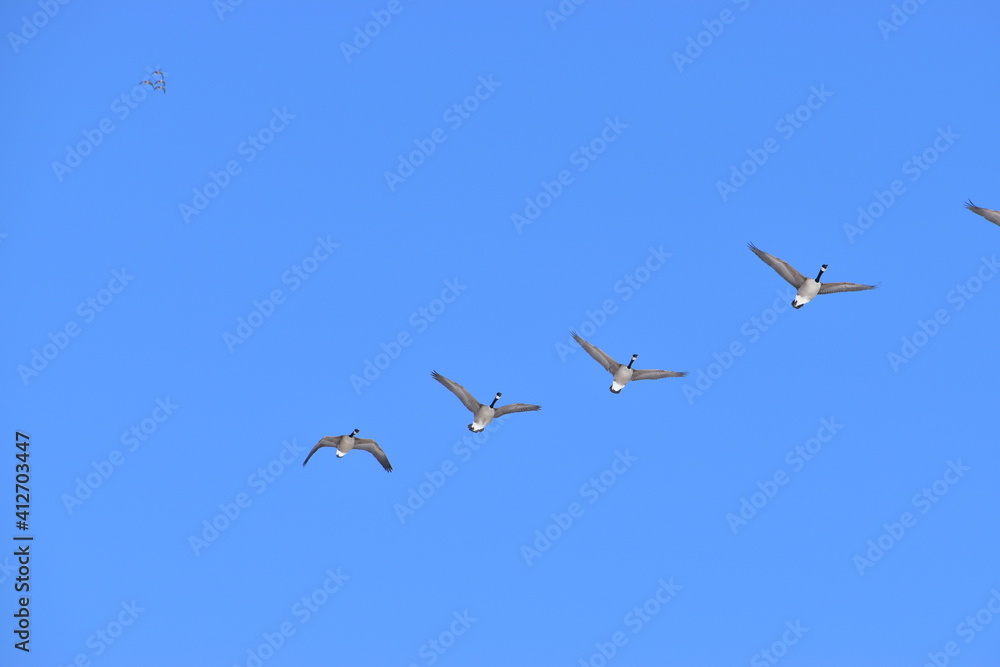 Obraz premium Canadian Geese