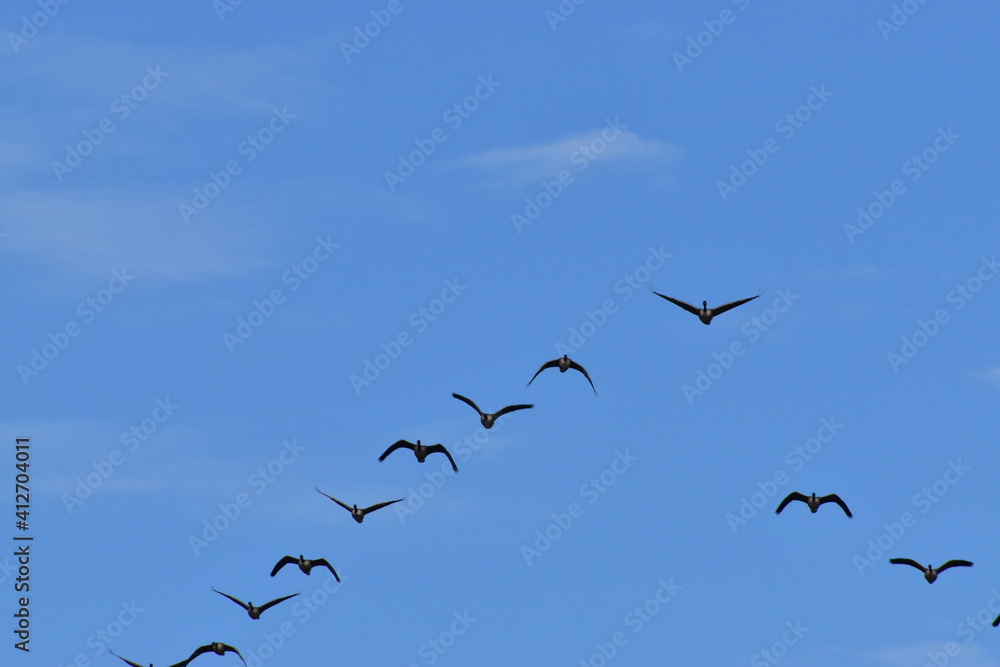 Canadian Geese Canadian Geese
