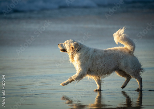 white dog on the beach  © Alexander