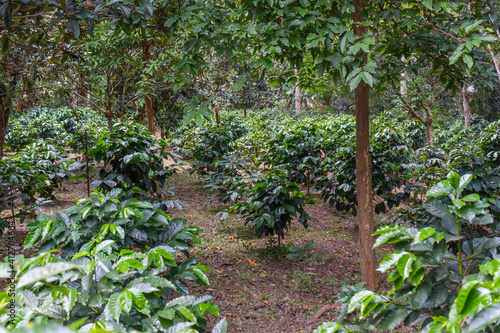 Arabian coffee Coffea arabica from Colombia photo