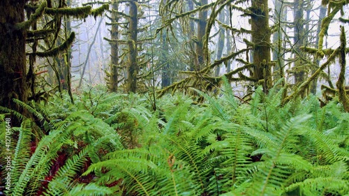 Rainforests with ferns dolly shot photo