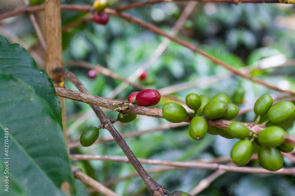 Arabian coffee Coffea arabica from Colombia Arabian coffee Coffea arabica from Colombia