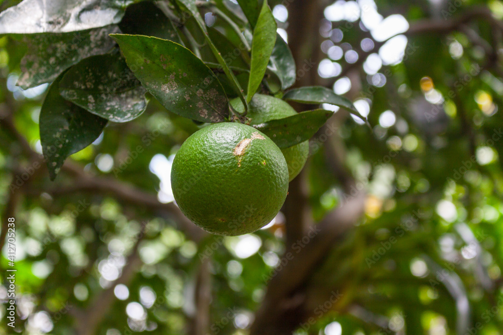 Citrus reticulata Bianco green mandarin Citrus reticulata Bianco green mandarin